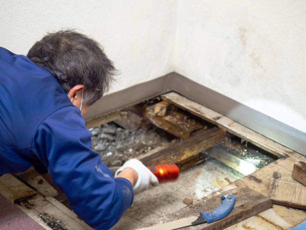 Best Professional Mold Removal  in Manor, TX