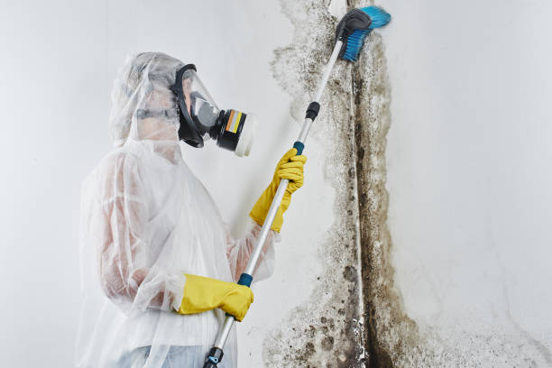 Best Attic Mold Removal  in Manor, TX