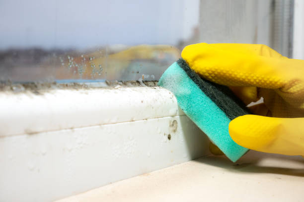 Best Home Mold Removal  in Manor, TX
