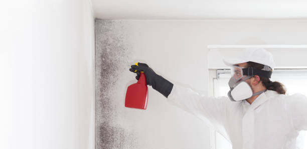 Best Mold Inspection  in Manor, TX