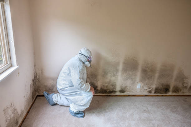 Certified Mold Removal in Manor, TX