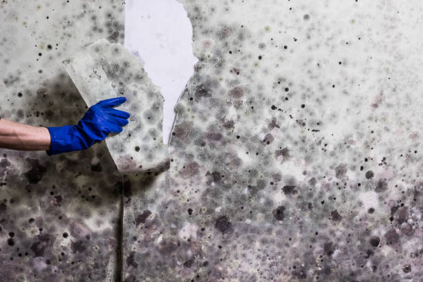 Best Mold Removal Company Near Me  in Manor, TX