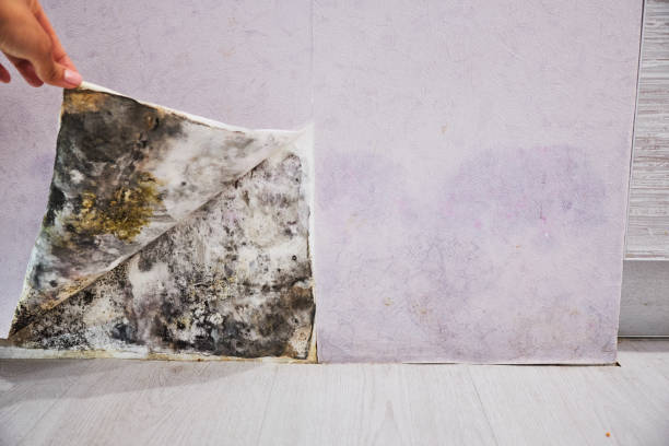 Best Fast Mold Removal  in Manor, TX